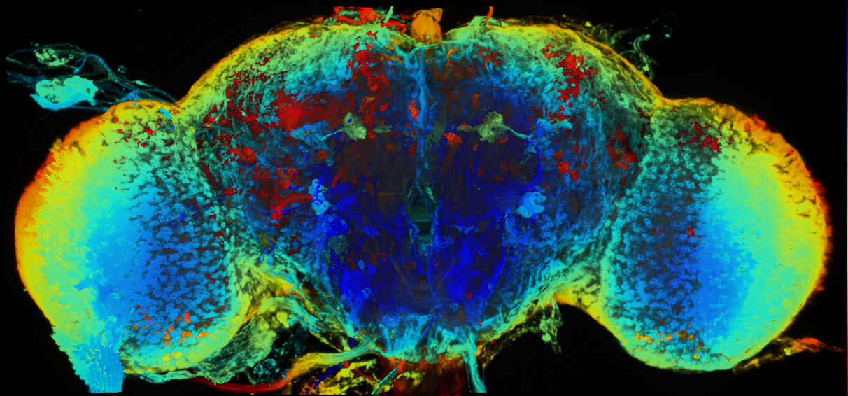 P{GMR81C06-GAL4} expression pattern
