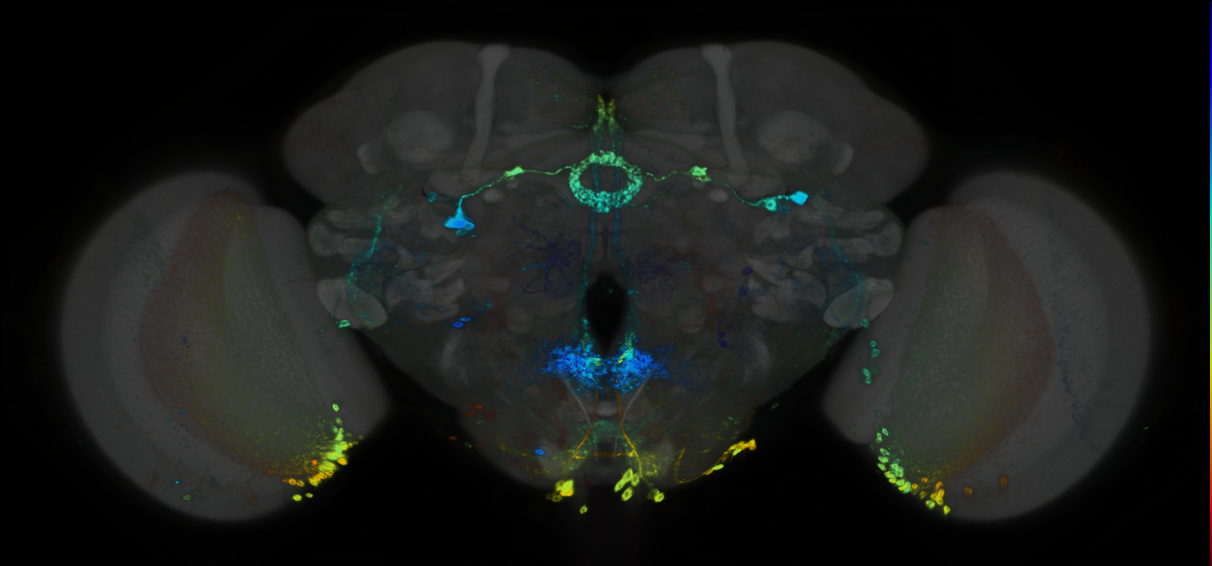 P{GMR81C11-GAL4} expression pattern