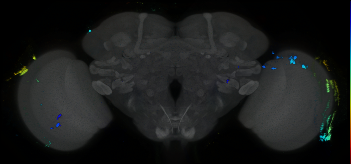 P{GMR81F02-GAL4} expression pattern