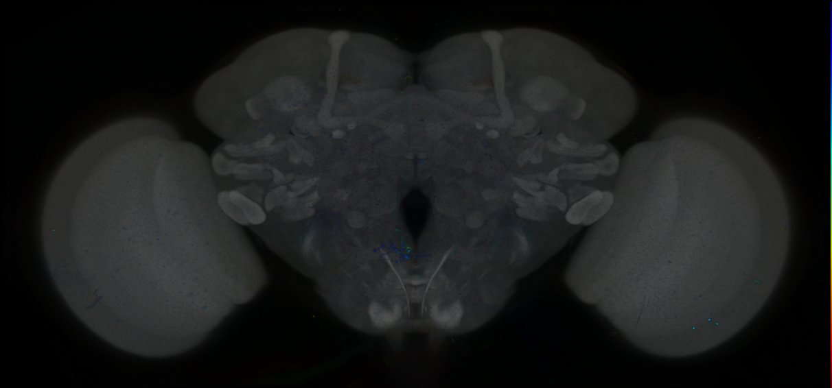 P{GMR81F07-GAL4} expression pattern