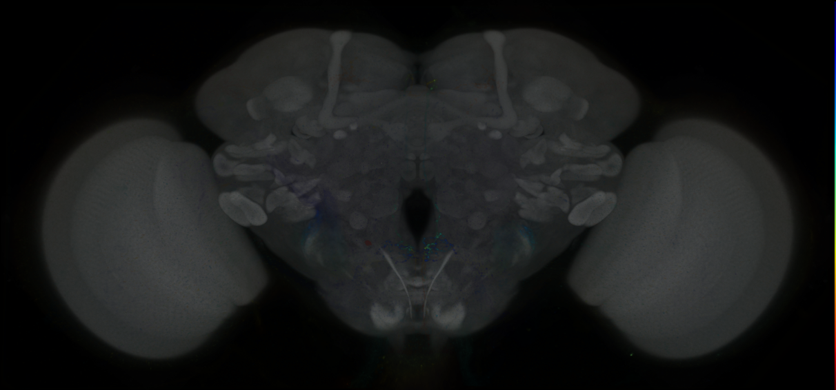 P{GMR81G04-GAL4} expression pattern
