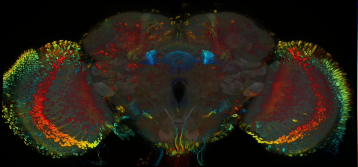 P{GMR81H03-GAL4} expression pattern