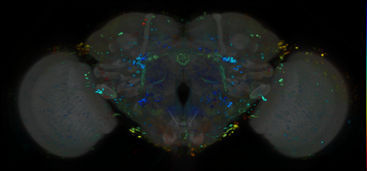 P{GMR82A11-GAL4} expression pattern