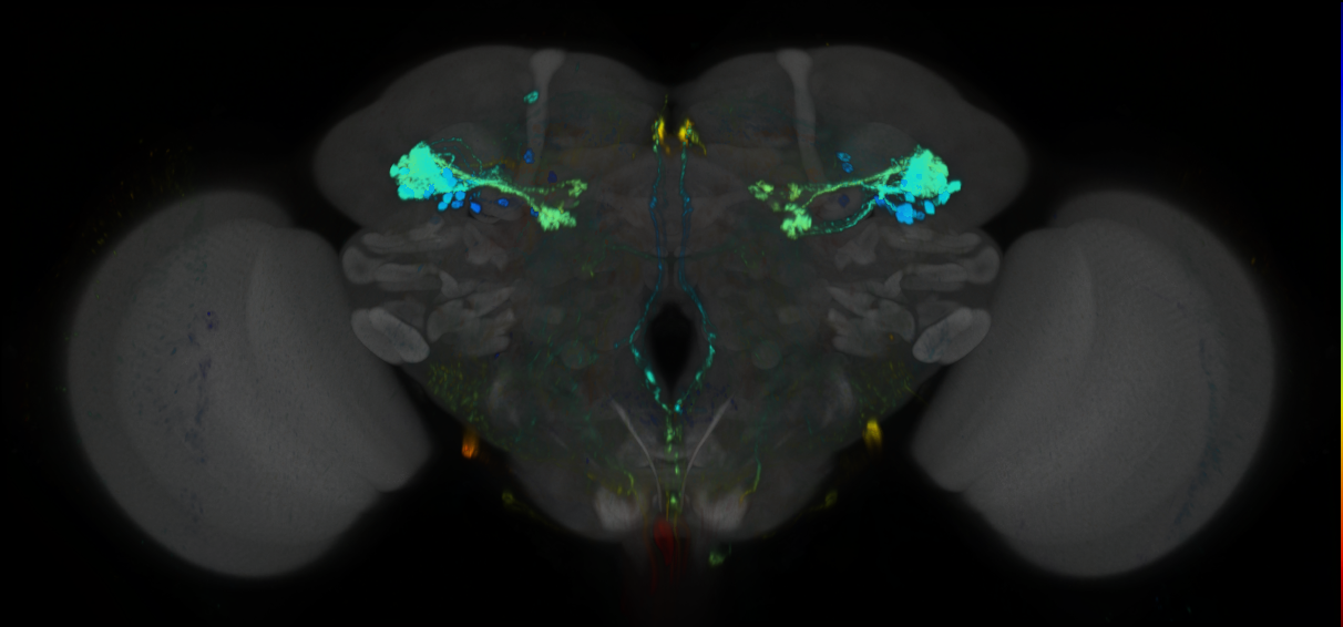 P{GMR82B03-GAL4} expression pattern