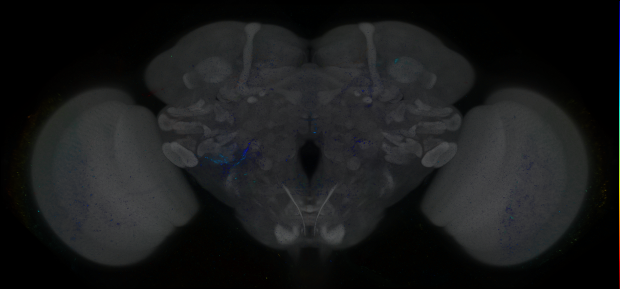 P{GMR82C04-GAL4} expression pattern