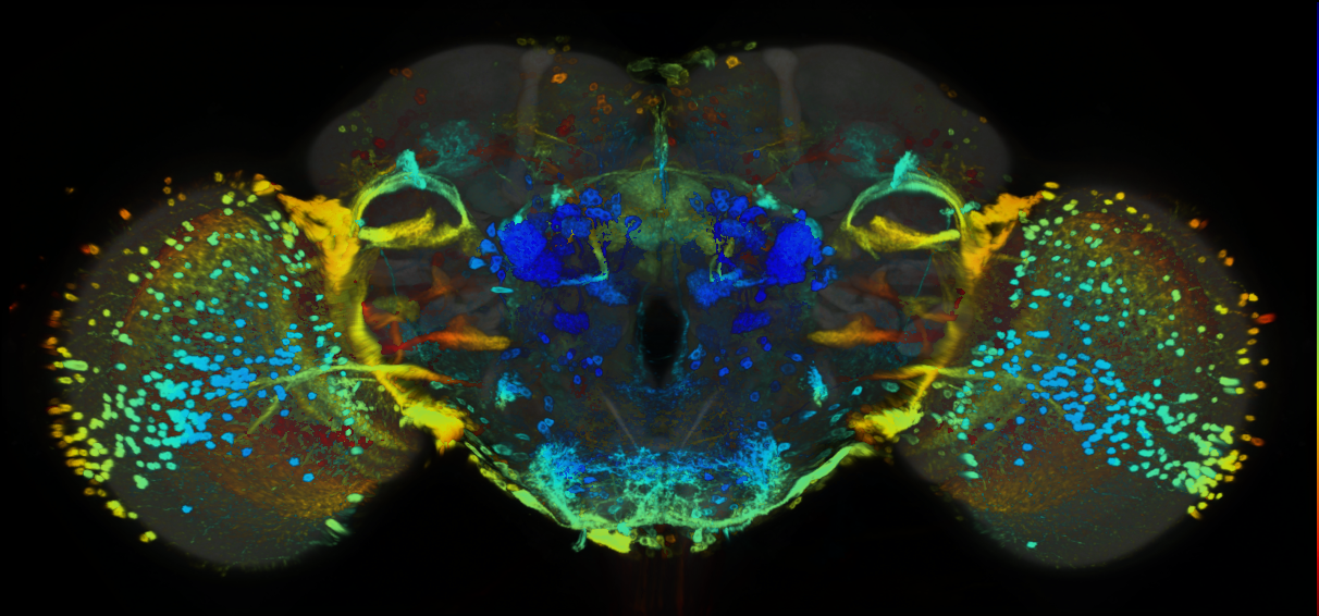 P{GMR82E05-GAL4} expression pattern