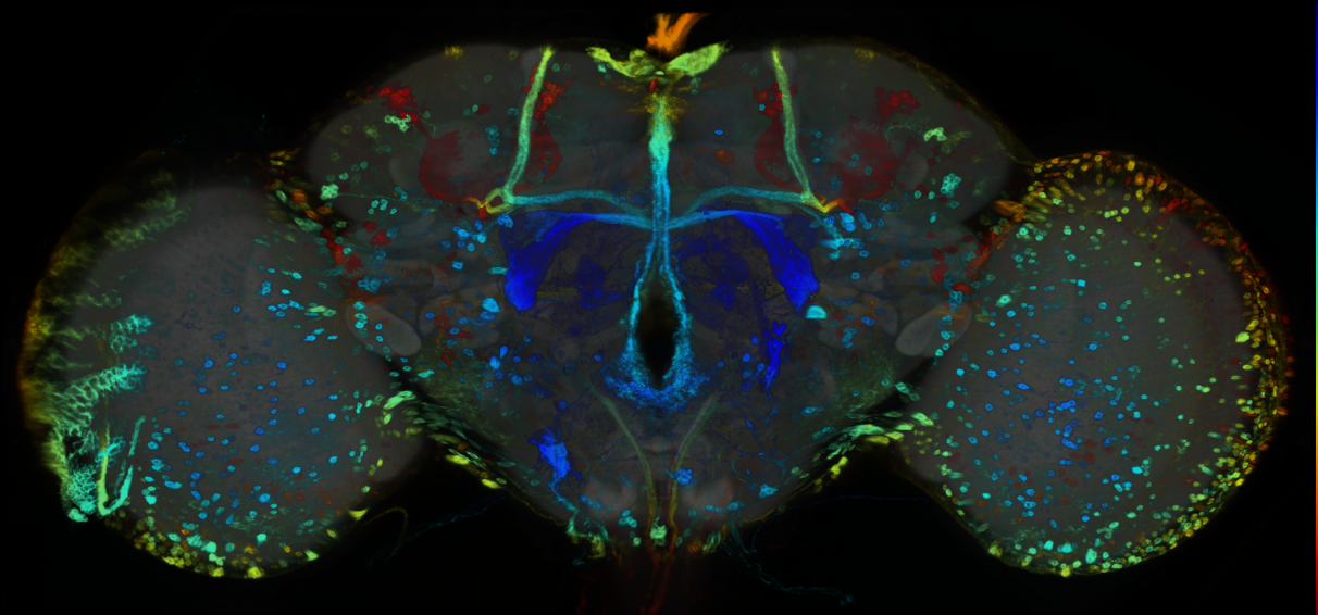 P{GMR82H01-GAL4} expression pattern