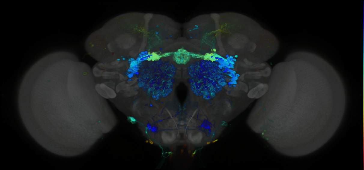P{GMR82H04-GAL4} expression pattern