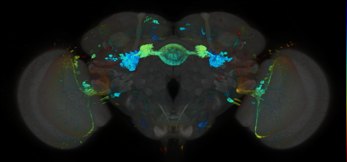 P{GMR82H12-GAL4} expression pattern