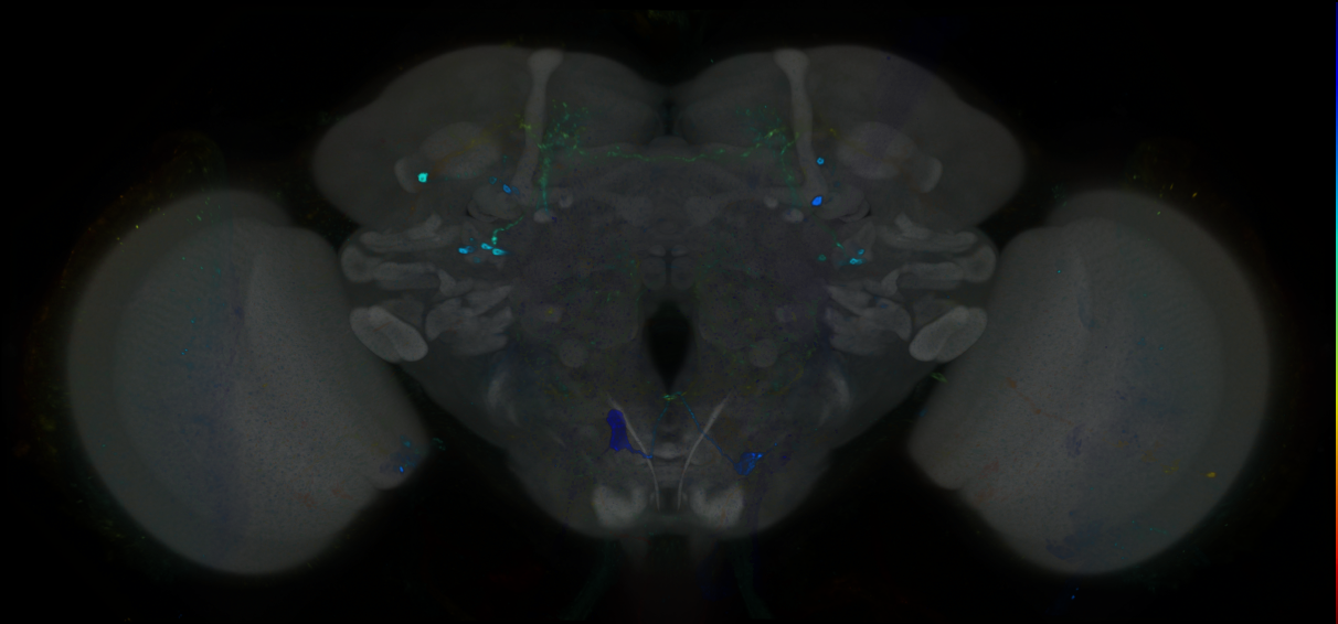P{GMR83B05-GAL4} expression pattern