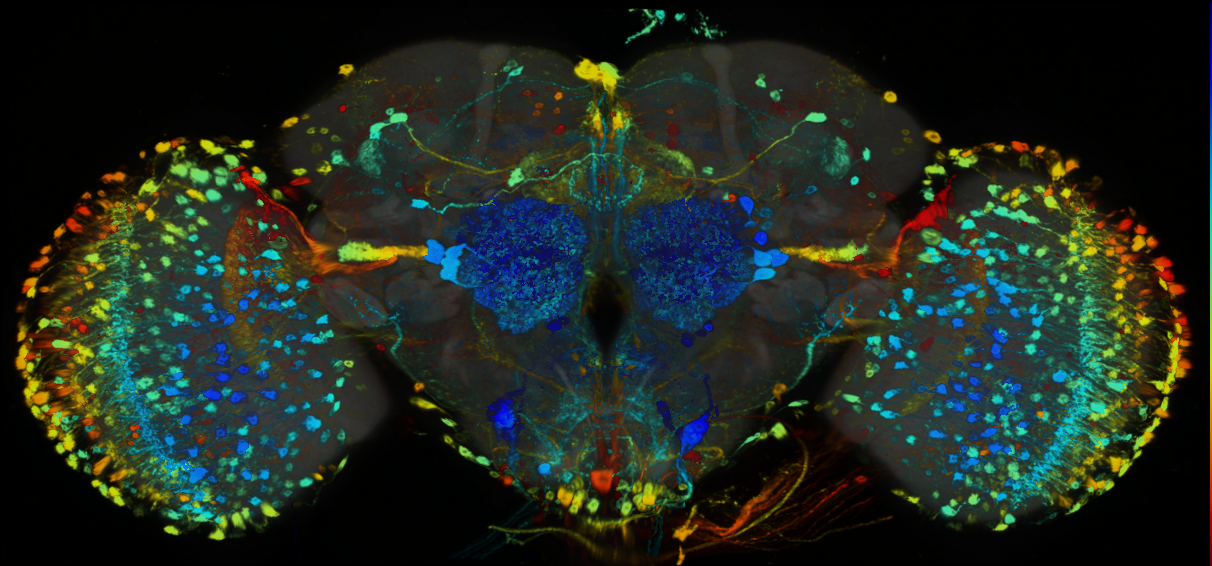 P{GMR83B12-GAL4} expression pattern