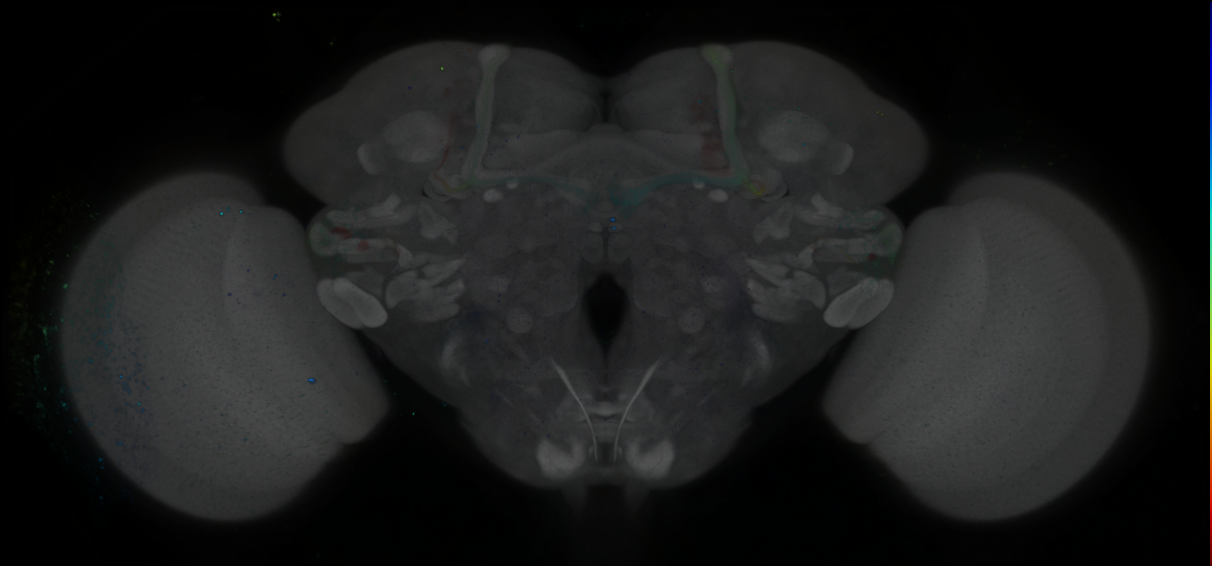 P{GMR83C09-GAL4} expression pattern