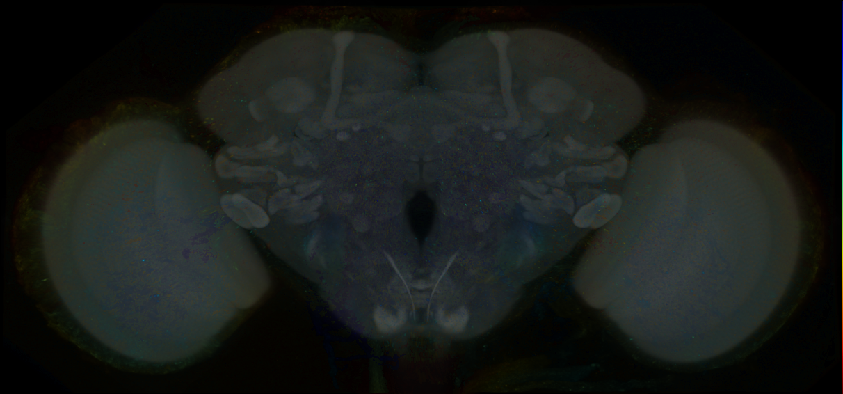 P{GMR83E07-GAL4} expression pattern