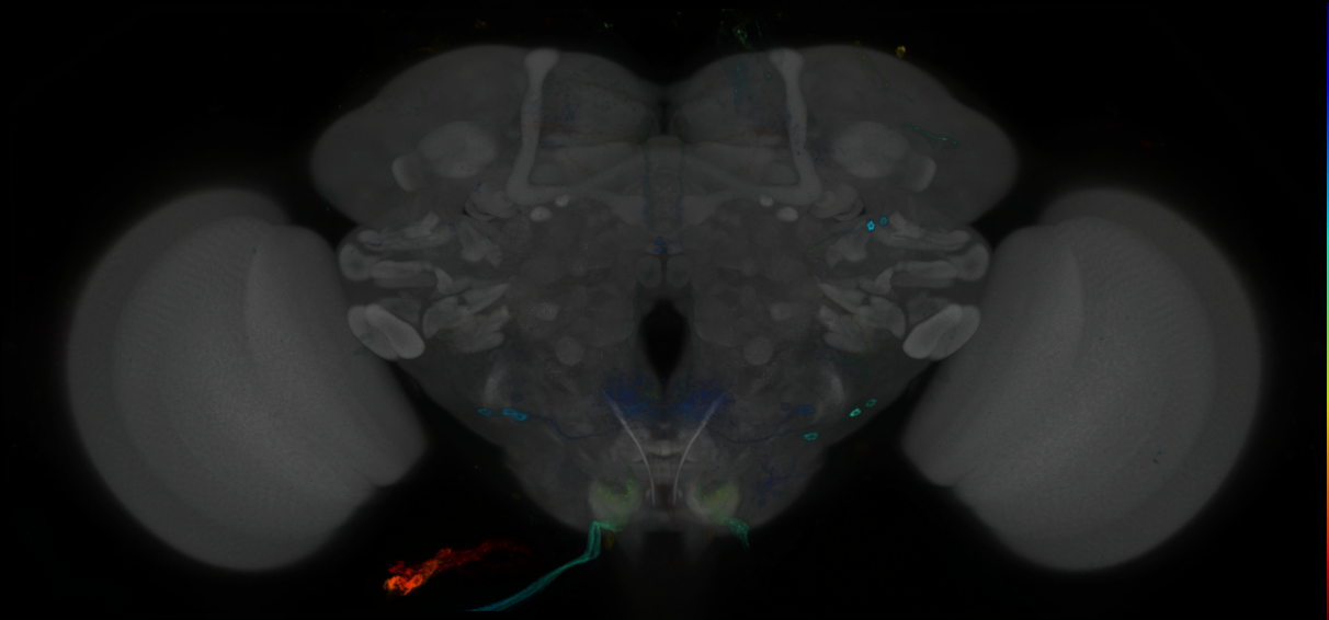 P{GMR83F01-GAL4} expression pattern