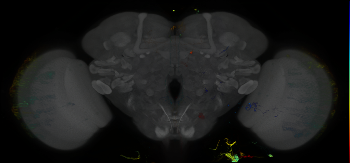 P{GMR83F03-GAL4} expression pattern