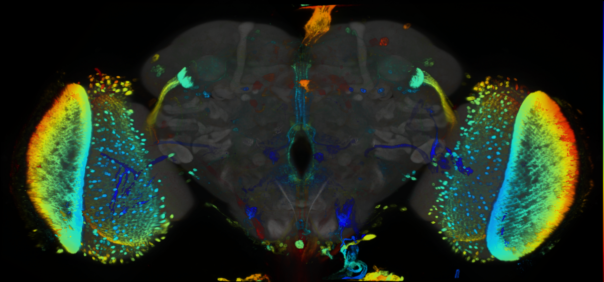 P{GMR83F09-GAL4} expression pattern