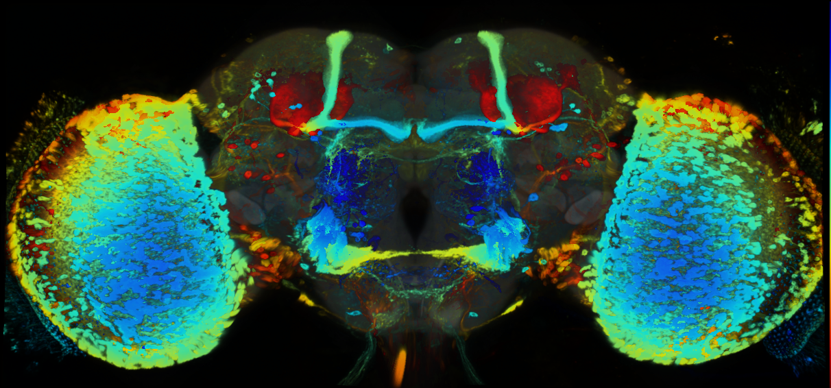 P{GMR83H04-GAL4} expression pattern