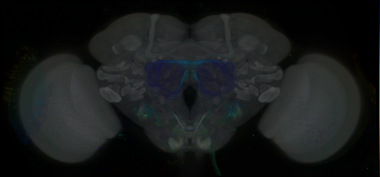 P{GMR84A08-GAL4} expression pattern