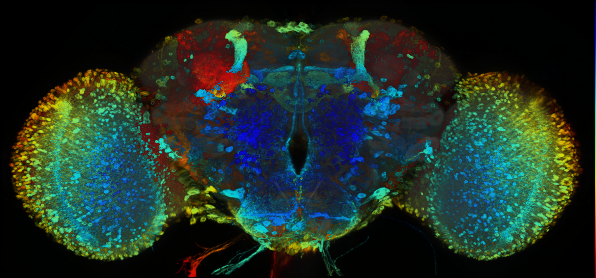 P{GMR84B07-GAL4} expression pattern