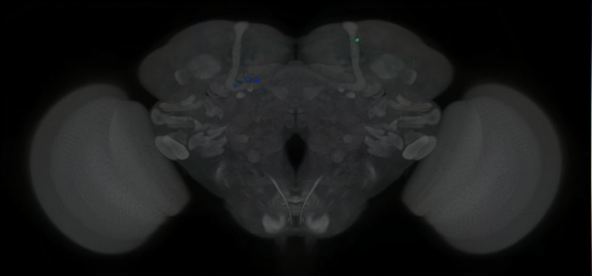 P{GMR84B08-GAL4} expression pattern