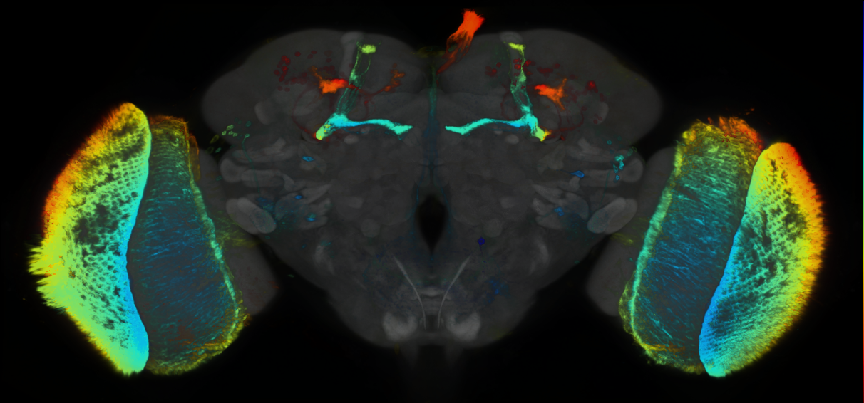 P{GMR84B11-GAL4} expression pattern