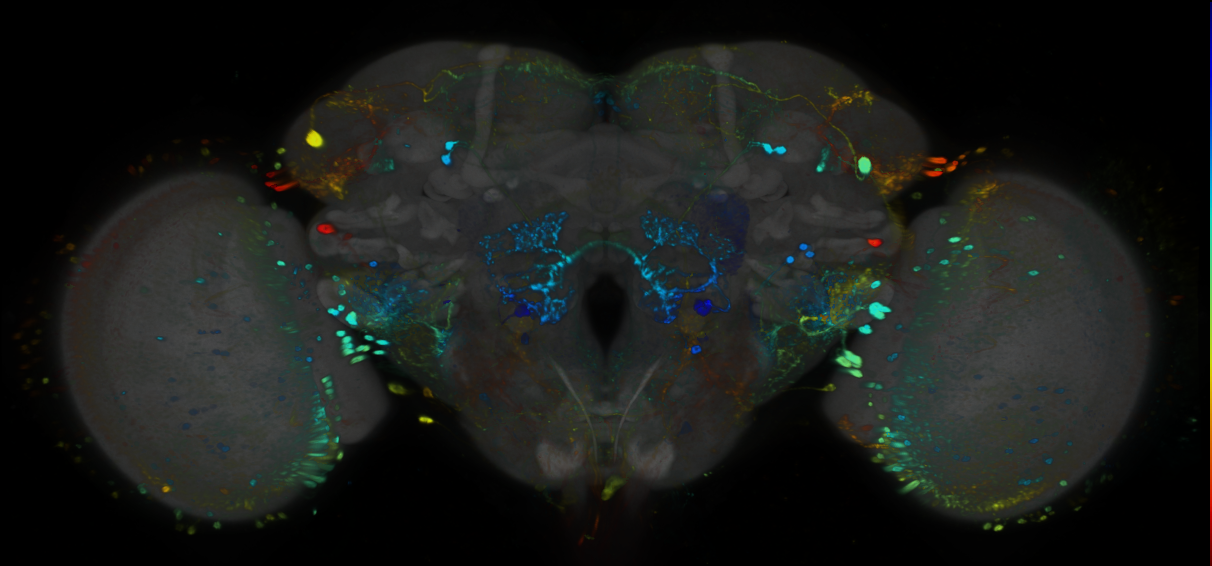 P{GMR84B12-GAL4} expression pattern