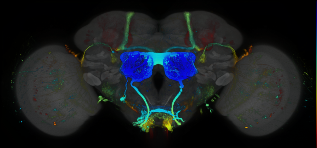 P{GMR84C02-GAL4} expression pattern