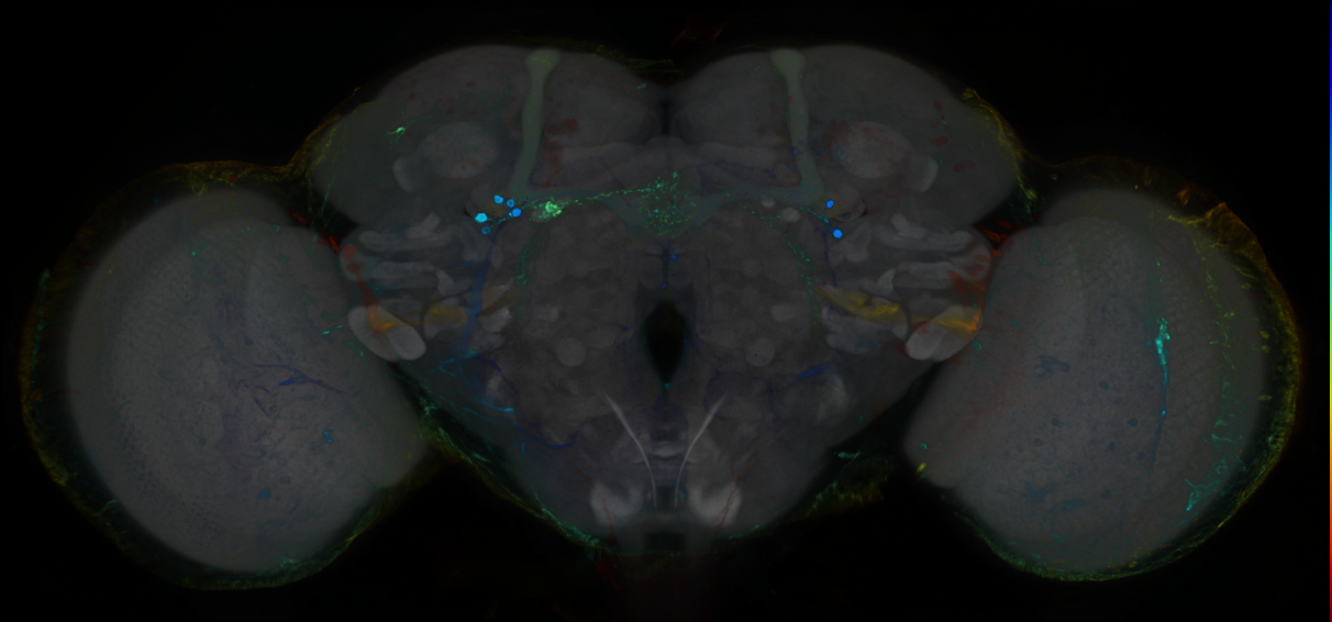 P{GMR84C03-GAL4} expression pattern