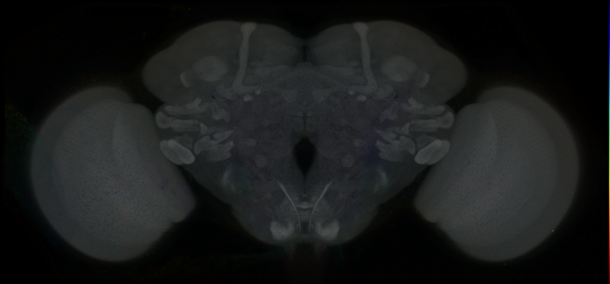 P{GMR84E11-GAL4} expression pattern