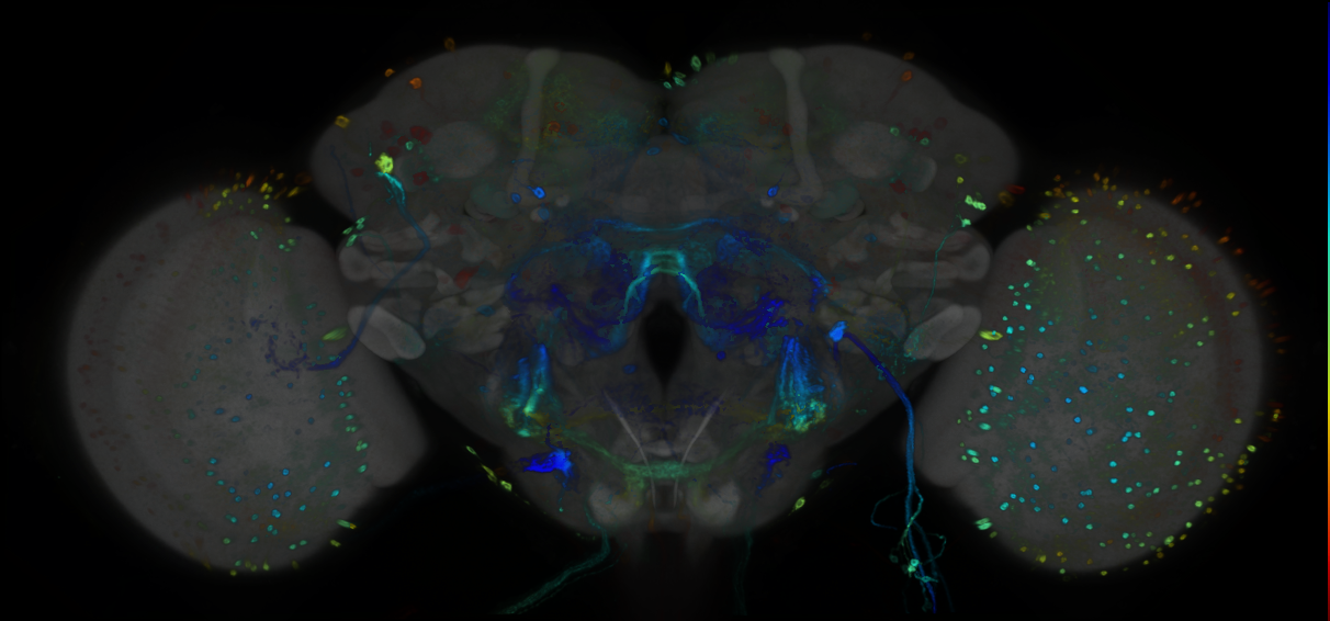 P{GMR84F04-GAL4} expression pattern