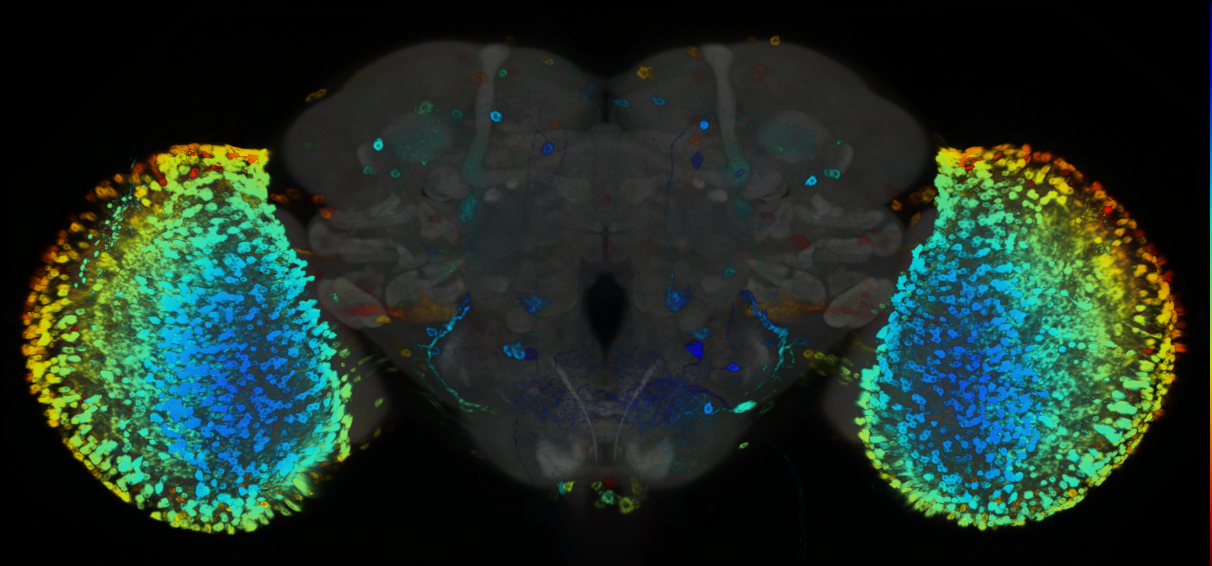 P{GMR84F05-GAL4} expression pattern