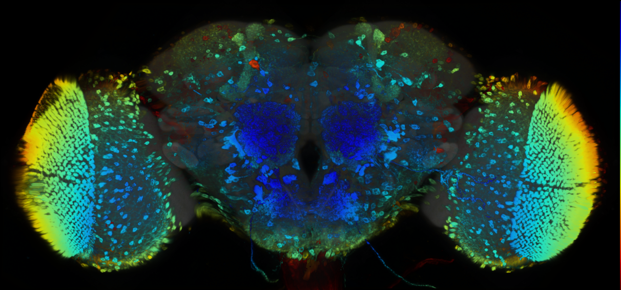 P{GMR84F06-GAL4} expression pattern
