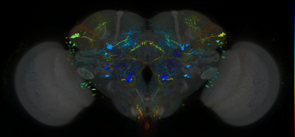 P{GMR84G01-GAL4} expression pattern