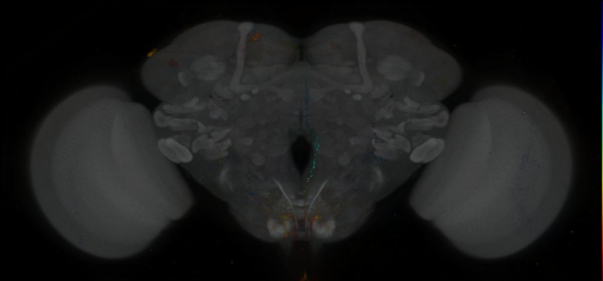 P{GMR84G06-GAL4} expression pattern