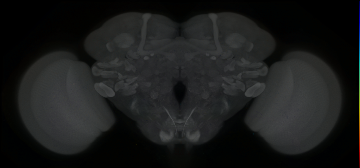 P{GMR84H01-GAL4} expression pattern