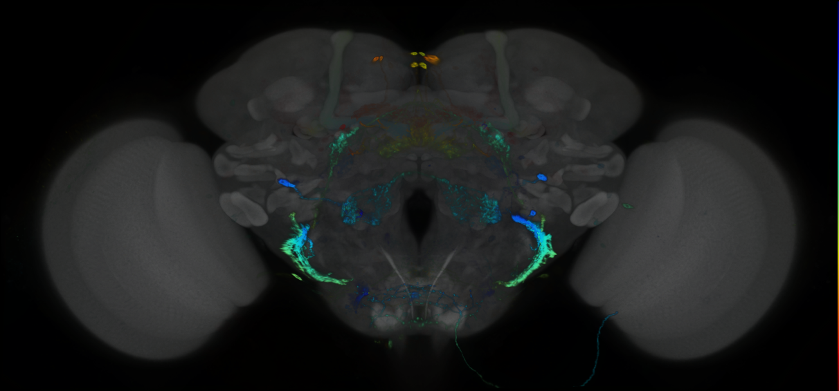 P{GMR84H05-GAL4} expression pattern