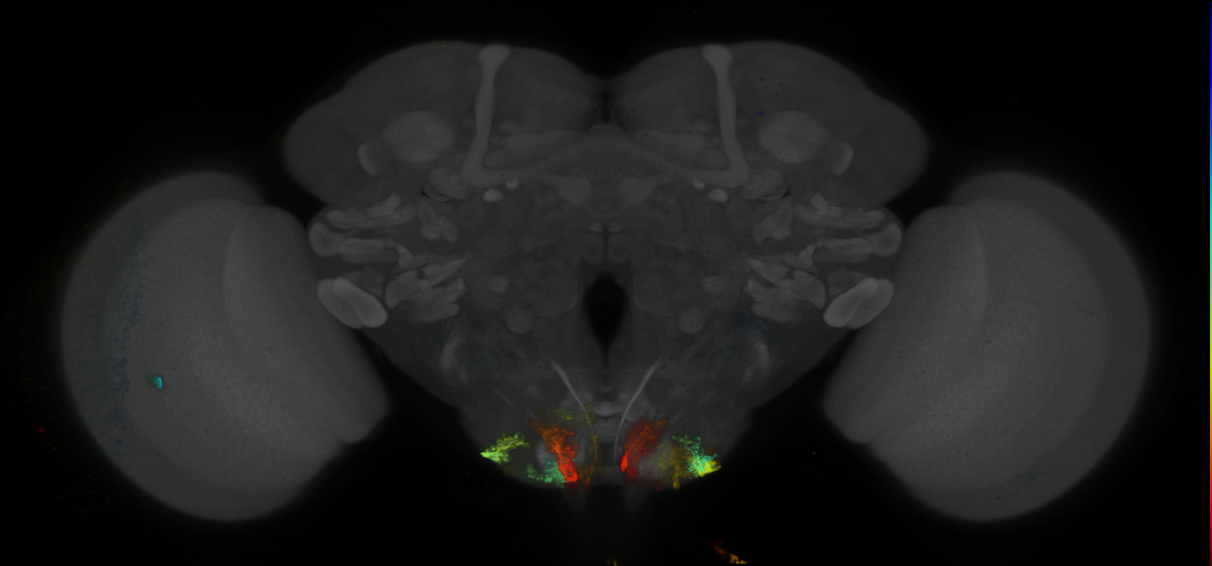 P{GMR85A04-GAL4} expression pattern