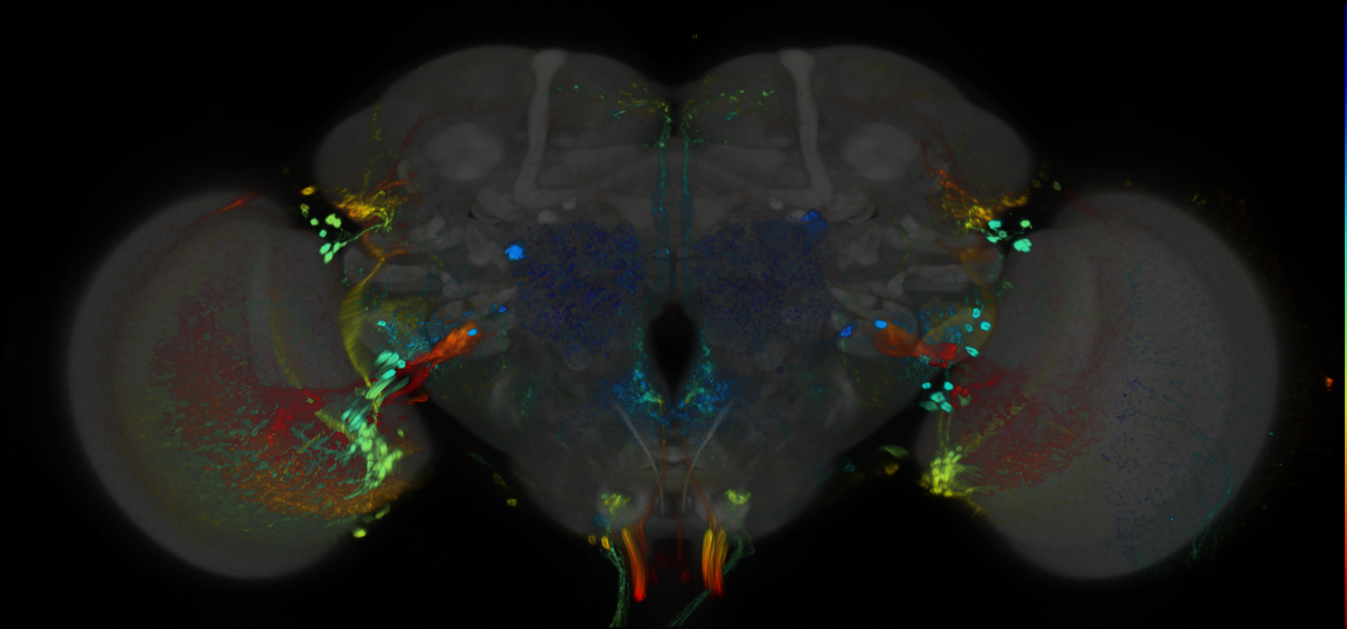 P{GMR85C01-GAL4} expression pattern