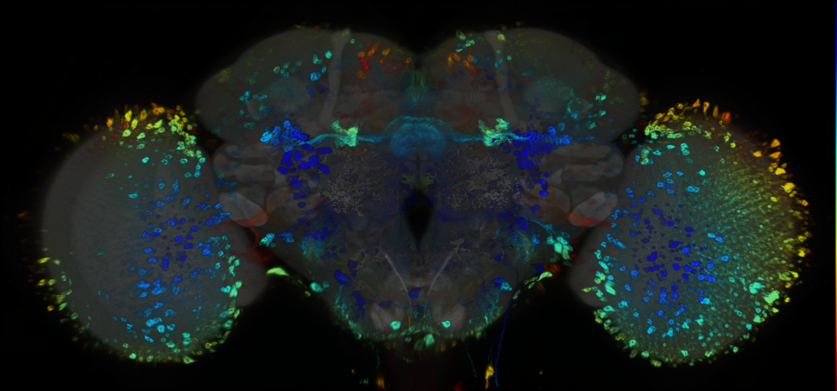 P{GMR85E03-GAL4} expression pattern