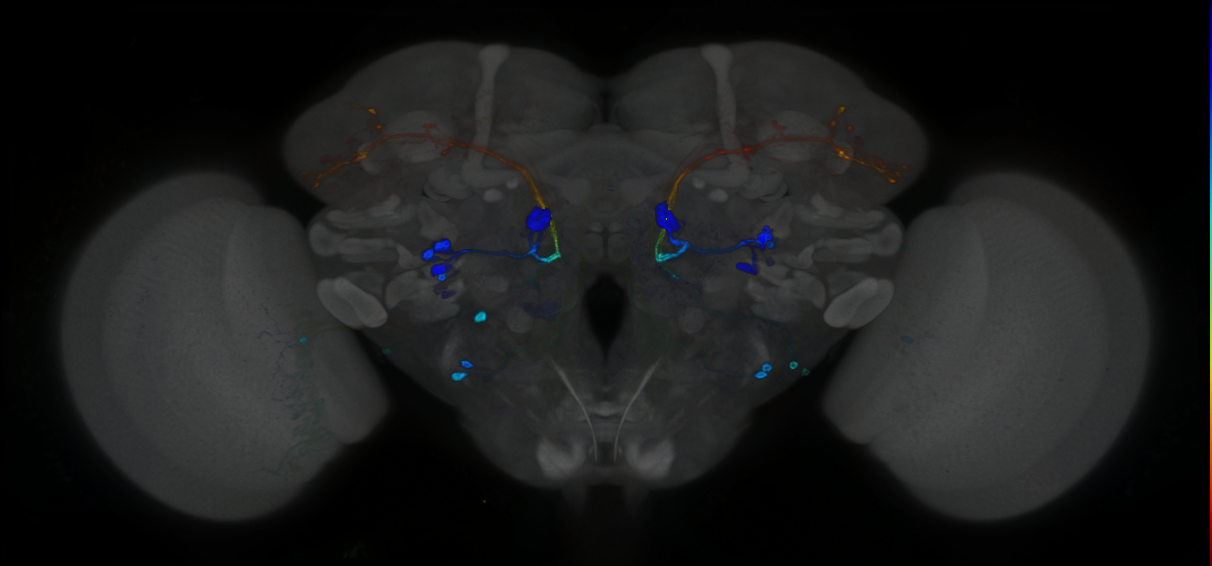 P{GMR85E04-GAL4} expression pattern