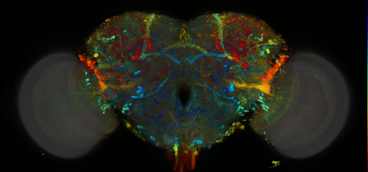 P{GMR85H02-GAL4} expression pattern