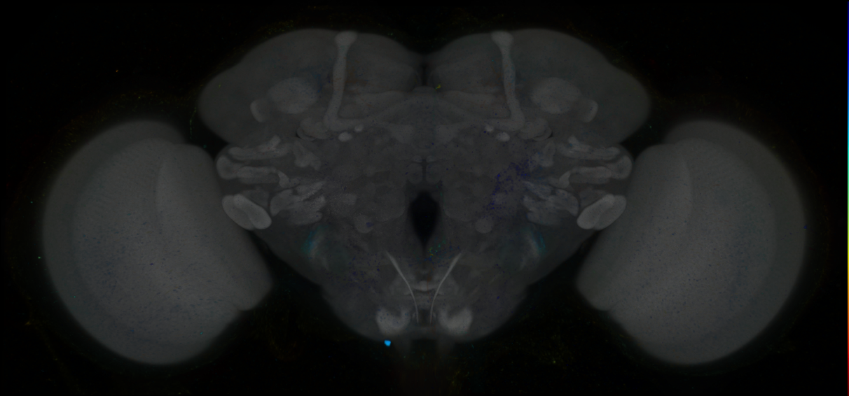 P{GMR85H05-GAL4} expression pattern