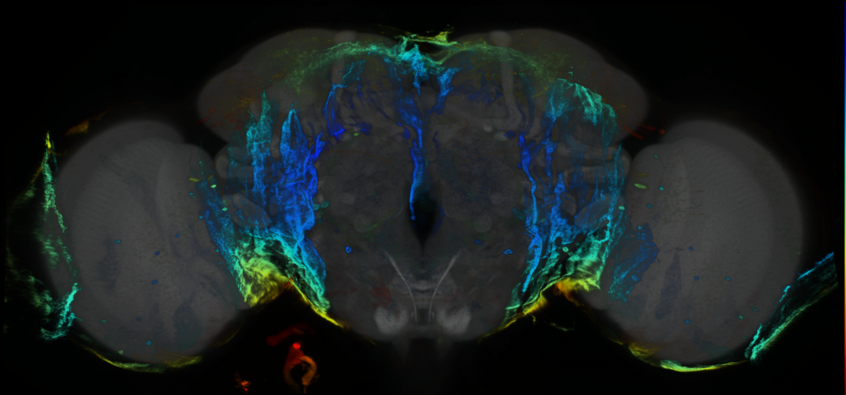P{GMR85H08-GAL4} expression pattern