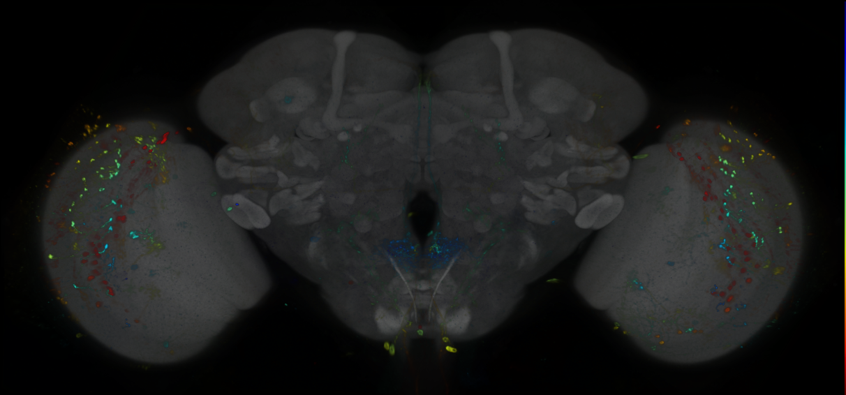 P{GMR85H10-GAL4} expression pattern