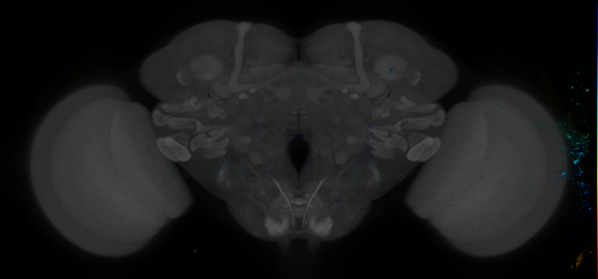 P{GMR85H11-GAL4} expression pattern