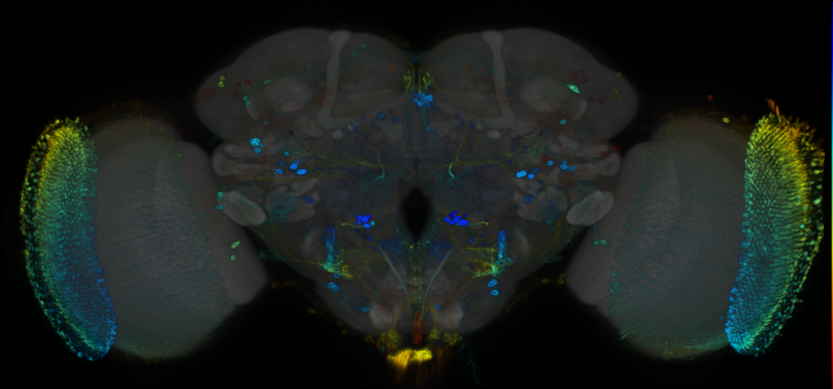P{GMR86A06-GAL4} expression pattern