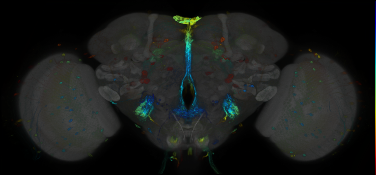 P{GMR86B10-GAL4} expression pattern