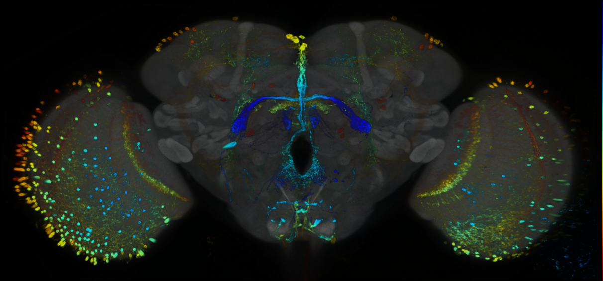 P{GMR86D02-GAL4} expression pattern