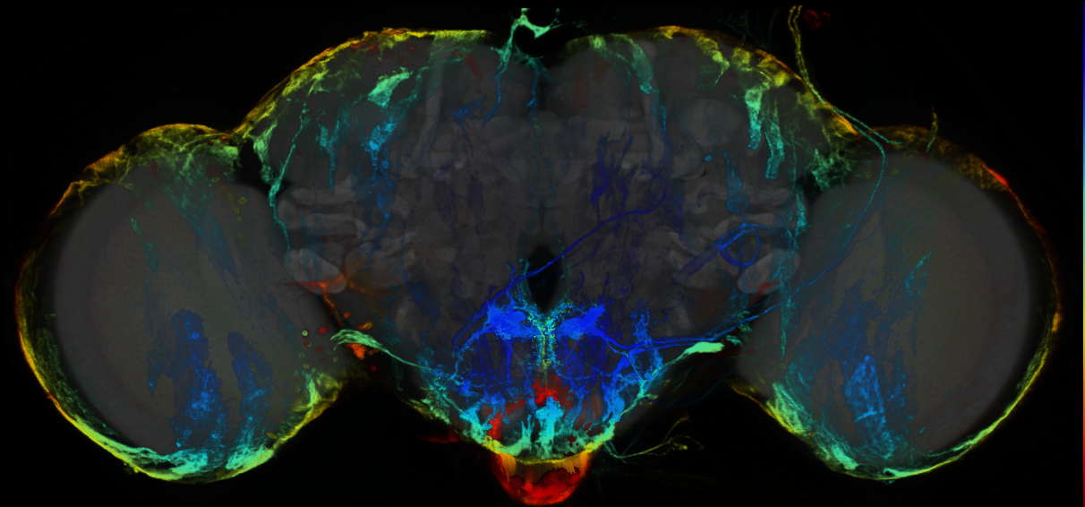 P{GMR86E03-GAL4} expression pattern