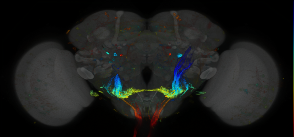 P{GMR86F02-GAL4} expression pattern